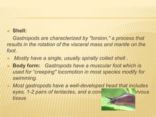  Shell:
Gastropods are characterized by "torsion," a process that
results in the rotation of the visceral mass and mantle on the
foot.
 Mostly have a single, usually spirally coiled shell .
 Body form: Gastropods have a muscular foot which is
used for “creeping" locomotion in most species modify for
swimming.
 Most gastropods have a well-developed head that includes
eyes, 1-2 pairs of tentacles, and a concentration of nervous
tissue
 