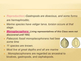  Reproduction:-Gastropods are dioecious, and some forms
are hermaphroditic.
 Marine species have veliger larva. torsion occure at that
stage.
 Monoplacophora: Living representatives of this Class were not
discovered until 1952,
 Paleozoic fossil monoplacophorans had been known for
some time
 11 species are known.
 Most live at great depths and all are marine
 . Monoplacophorans are regarded as ancestral to
bivalves, gastropods, and cephalopods.
 