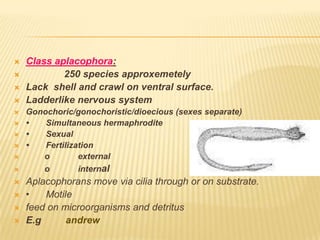  Class aplacophora:
 250 species approxemetely
 Lack shell and crawl on ventral surface.
 Ladderlike nervous system
 Gonochoric/gonochoristic/dioecious (sexes separate)
 • Simultaneous hermaphrodite
 • Sexual
 • Fertilization
 o external
 o internal
 Aplacophorans move via cilia through or on substrate.
 • Motile
 feed on microorganisms and detritus
 E.g andrew
 