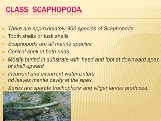 CLASS SCAPHOPODA
 There are approximately 900 species of Scaphopoda
 Tooth shells or tusk shells
 Scaphopods are all marine species
 Conical shell at both ends.
 Mostly buried in substrate with head and foot at downward apex
of shell upward
 Incurrent and excurrent water enters
nd leaves mantle cavity at the apex.
 Sexes are sparate trochophore and viliger larvae produced.
 