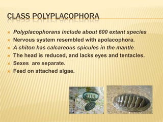 CLASS POLYPLACOPHORA
 Polyplacophorans include about 600 extant species
 Nervous system resembled with apolacophora.
 A chiton has calcareous spicules in the mantle.
 The head is reduced, and lacks eyes and tentacles.
 Sexes are separate.
 Feed on attached algae.
 