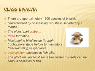 CLASS BIVALVIA
 There are approximetely 1500 species of bivalvia.
 characterized by possessing two shells secreted by a
mantle .
 The oldest part umbo…
 Pearl formation.
 Most marine bivalves go through a
trochophore stage before turning into a
free-swimming veliger larva .
 a glochidium attaches to fish gills.
 The glochidia larvae of some freshwater mussels can be
serious parasites of fish.
 