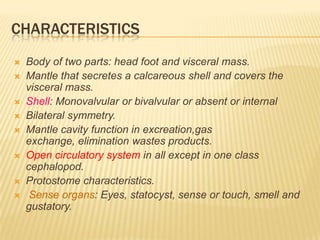 CHARACTERISTICS
 Body of two parts: head foot and visceral mass.
 Mantle that secretes a calcareous shell and covers the
visceral mass.
 Shell: Monovalvular or bivalvular or absent or internal
 Bilateral symmetry.
 Mantle cavity function in excreation,gas
exchange, elimination wastes products.
 Open circulatory system in all except in one class
cephalopod.
 Protostome characteristics.
 Sense organs: Eyes, statocyst, sense or touch, smell and
gustatory.
 