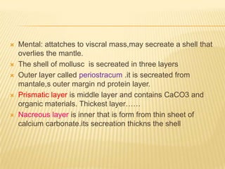  Mental: attatches to viscral mass,may secreate a shell that
overlies the mantle.
 The shell of mollusc is secreated in three layers
 Outer layer called periostracum .it is secreated from
mantale,s outer margin nd protein layer.
 Prismatic layer is middle layer and contains CaCO3 and
organic materials. Thickest layer……
 Nacreous layer is inner that is form from thin sheet of
calcium carbonate.its secreation thickns the shell
 