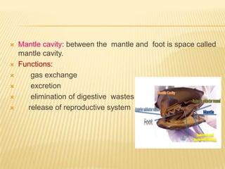  Mantle cavity: between the mantle and foot is space called
mantle cavity.
 Functions:
 gas exchange
 excretion
 elimination of digestive wastes
 release of reproductive system
 