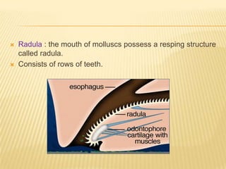  Radula : the mouth of molluscs possess a resping structure
called radula.
 Consists of rows of teeth.
 