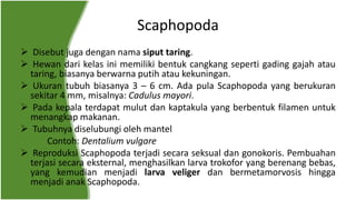 Scaphopoda
 Disebut juga dengan nama siput taring.
 Hewan dari kelas ini memiliki bentuk cangkang seperti gading gajah atau
taring, biasanya berwarna putih atau kekuningan.
 Ukuran tubuh biasanya 3 – 6 cm. Ada pula Scaphopoda yang berukuran
sekitar 4 mm, misalnya: Cadulus mayori.
 Pada kepala terdapat mulut dan kaptakula yang berbentuk filamen untuk
menangkap makanan.
 Tubuhnya diselubungi oleh mantel
Contoh: Dentalium vulgare
 Reproduksi Scaphopoda terjadi secara seksual dan gonokoris. Pembuahan
terjasi secara eksternal, menghasilkan larva trokofor yang berenang bebas,
yang kemudian menjadi larva veliger dan bermetamorvosis hingga
menjadi anak Scaphopoda.
 