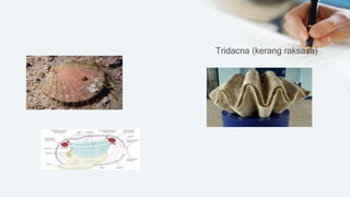 Tridacna (kerang raksasa)
 