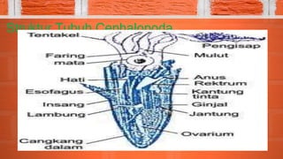 Struktur Tubuh Cephalopoda
 