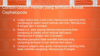 Contoh-contoh Hewan yang termasuk Kelas
Cephalopoda
a. Loligo indica atau cumi-cumi mempunyai kantong tinta,
cangkang di dalam tubuh terbuat dari kitin. Mempunyai
8 tangan dan 2 tentakel.
b. Sepia s p. atau sotong mempunyai kantong tinta,
cangkang di dalam tubuh terbuat dari kapur.
Mempunyai 8 tangan dan 2 tentakel.
c. Nautilus pampilus tidak memiliki kantung tinta,
cangkang terdapat di luar terbuat dari kapur.
d. Octopus vulgaris atau gurita mempunyai kantong tinta,
tidak memiliki cangkang. Mempunyai 8 tangan.
 