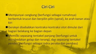 Mempunyai cangkang (berfungsi sebagai rumahnya)
berbentuk krucut dan berpilin-pilin (spiral), ke arah kanan atau
kiri
Gerakan disebabkan kontraksi-kontraksi otot dimulai dari
bagian belakang ke bagian depan
Memiliki sepasang tentakel panjang (berfungsi untuk
membedakan gelap dan terang), dan sepasang tentakel
pendek (berfungsi sebagai indra peraba dan pembau)
 
