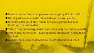  Merupakan herbivora dengan ukuran cangkang 0,5 mm – 60 cm
 Untuk gastropoda aquatic mata di dasar tentakel pendek
 Memiliki lidah parut atau radula dengan gigi kecil dari kitin
(berfungsi memakan daun)
 Sistem respirasi menggunakan paru-paru yang disebut pulmonata
 Sistem saraf terdiri atas 3 buah ganglion utamaotak, organ dalam
dan kaki
 Alat reproduksi jantan dan betina dalam satu tubuh disebut
ovestestes
 