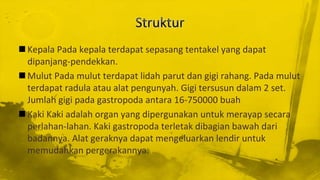  Kepala Pada kepala terdapat sepasang tentakel yang dapat
dipanjang-pendekkan.
 Mulut Pada mulut terdapat lidah parut dan gigi rahang. Pada mulut
terdapat radula atau alat pengunyah. Gigi tersusun dalam 2 set.
Jumlah gigi pada gastropoda antara 16-750000 buah
 Kaki Kaki adalah organ yang dipergunakan untuk merayap secara
perlahan-lahan. Kaki gastropoda terletak dibagian bawah dari
badannya. Alat geraknya dapat mengeluarkan lendir untuk
memudahkan pergerakannya.
 