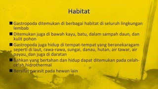  Gastropoda ditemukan di berbagai habitat di seluruh lingkungan
lembab
 Ditemukan juga di bawah kayu, batu, dalam sampah daun, dan
kulit pohon
 Gastropoda juga hidup di tempat-tempat yang beranekaragam
seperti di laut, rawa-rawa, sungai, danau, hutan, air tawar, air
payau, dan juga di daratan
 Bahkan yang bertahan dan hidup dapat ditemukan pada celah-
celah hidrothermal
 Bersifat parasit pada hewan lain
 