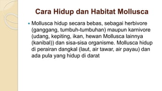 Cara Hidup dan Habitat Mollusca
 Mollusca hidup secara bebas, sebagai herbivore
(ganggang, tumbuh-tumbuhan) maupun karnivore
(udang, kepiting, ikan, hewan Mollusca lainnya
(kanibal)) dan sisa-sisa organisme. Mollusca hidup
di perairan dangkal (laut, air tawar, air payau) dan
ada pula yang hidup di darat
 