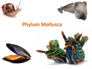 Phylum	
  Mollusca	
  
 
