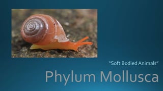 Phylum Mollusca
“Soft Bodied Animals”
 