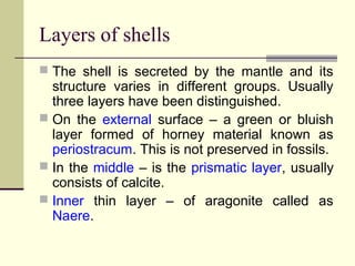 Mantle Shell Phylum mollusca | PPT