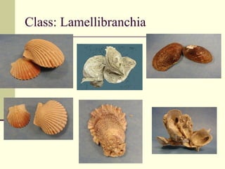 Filibranchia Phylum mollusca | PPT