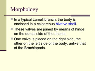 Filibranchia Phylum mollusca | PPT