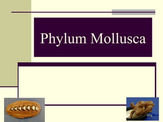 Phylum Mollusca
 