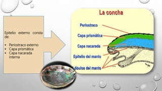 Epitelio externo consta
de:
 Periostraco externo
 Capa prismática
 Capa nacarada
interna
 
