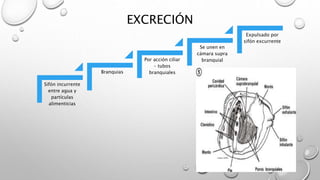 EXCRECIÓN
Sifón incurrente
entre agua y
partículas
alimenticias
Branquias
Por acción ciliar
– tubos
branquiales
Se unen en
cámara supra
branquial
Expulsado por
sifón excurrente
 