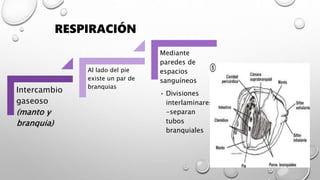 RESPIRACIÓN
Intercambio
gaseoso
(manto y
branquia)
Al lado del pie
existe un par de
branquias
Mediante
paredes de
espacios
sanguíneos
• Divisiones
interlaminares
-separan
tubos
branquiales
 