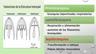 Protobranquios
•branquias bipectinadas respiratorias
Lamelibranquios
•Respiración y alimentación
•aumento de los filamentos
branquiales
Septibranquios
•Transformación a tabique
•Palpos labiales musculares
 