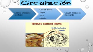 Sistema circulatorio
consta de:
Corazón dorsal
Sangre
vasos
espacios
Corazón reposa en
el pericardio
 