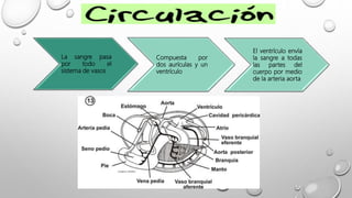 La sangre pasa
por todo el
sistema de vasos
Compuesta por
dos aurículas y un
ventrículo
El ventrículo envía
la sangre a todas
las partes del
cuerpo por medio
de la arteria aorta
 