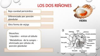 LOS DOS RIÑONES
Bajo cavidad pericárdica
Diferenciado por porción
glandular
Otra forma de vejiga
Desechos
*Líquidos – entran al túbulo
*Metabólicos de la sangre –
eliminado por células de
porción glandular
VIEIRA
 
