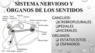 GANGLIOS:
CREBROPLEURALES
PEDALES
VICERALES
ORGANOS:
 ESTATOCISTOS
 OSFRADIOS
 