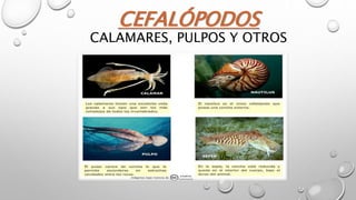 CEFALÓPODOS
CALAMARES, PULPOS Y OTROS
 