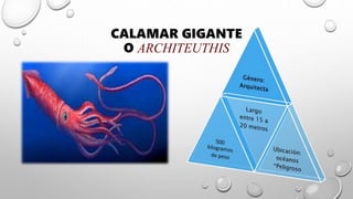 CALAMAR GIGANTE
O ARCHITEUTHIS
 