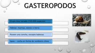 Grupo muy variado (100.000 especies)
Hábitat: marinas, dulces o tierra
Poseen una concha, excepto babosas
lapas - cocha en forma de sombrero chino
 