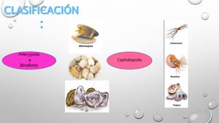 Cephalopoda
Pelecypoda
o
bivalvos
 