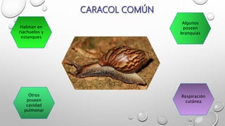 Habitan en
riachuelos y
estanques
Respiración
cutánea
Otros
poseen
cavidad
pulmonar
Algunos
poseen
branquias
 