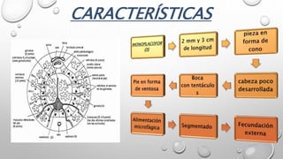 CARACTERÍSTICAS
 