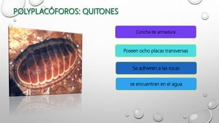 Concha de armadura
se encuentran en el agua
Poseen ocho placas transversas
Se adhieren a las rocas
 