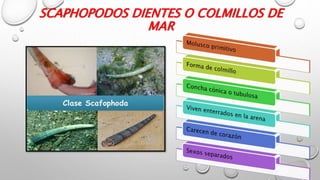 SCAPHOPODOS DIENTES O COLMILLOS DE
MAR
 