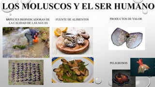 ESPECIES BIOINDICADORAS DE
LA CALIDAD DE LAS AGUAS
FUENTE DE ALIMENTOS PRODUCTOS DE VALOR
PELIGROSOS
 