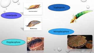 Gasterópoda
Polyplacophora
Scaphopoda
Monoplacophora
 