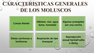 Cuerpo blando
Hábitats: mar, agua
dulce, humedad
Algunos protegidos
por una concha
Dietas carnívoras o
herbívoras
Respiración de tipo
branquial
Reproducción
sexual hermafrodita
o dioica
 