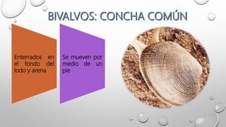 Enterrados en
el fondo del
lodo y arena
Se mueven por
medio de un
pie
 