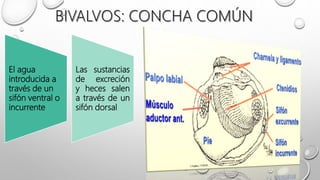 El agua
introducida a
través de un
sifón ventral o
incurrente
Las sustancias
de excreción
y heces salen
a través de un
sifón dorsal
 