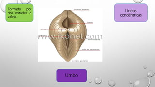 Formada por
dos mitades o
valvas
Líneas
concéntricas
Umbo
 