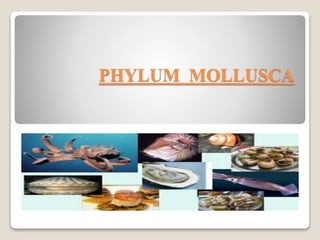 PHYLUM MOLLUSCA
 