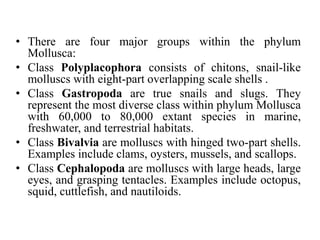 • There are four major groups within the phylum
Mollusca:
• Class Polyplacophora consists of chitons, snail-like
molluscs with eight-part overlapping scale shells .
• Class Gastropoda are true snails and slugs. They
represent the most diverse class within phylum Mollusca
with 60,000 to 80,000 extant species in marine,
freshwater, and terrestrial habitats.
• Class Bivalvia are molluscs with hinged two-part shells.
Examples include clams, oysters, mussels, and scallops.
• Class Cephalopoda are molluscs with large heads, large
eyes, and grasping tentacles. Examples include octopus,
squid, cuttlefish, and nautiloids.
 