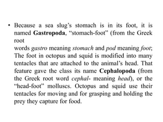 • Because a sea slug’s stomach is in its foot, it is
named Gastropoda, “stomach-foot” (from the Greek
root
words gastro meaning stomach and pod meaning foot;
The foot in octopus and squid is modified into many
tentacles that are attached to the animal’s head. That
feature gave the class its name Cephalopoda (from
the Greek root word cephal- meaning head), or the
“head-foot” molluscs. Octopus and squid use their
tentacles for moving and for grasping and holding the
prey they capture for food.
 